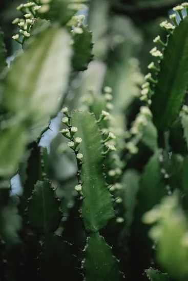 Basic Vegetable Gardening Tips