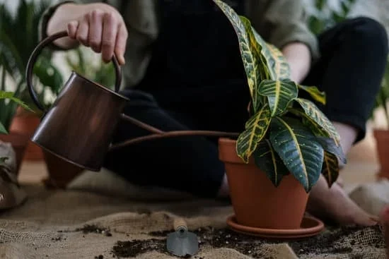 Beginner Greenhouse Gardening Tips