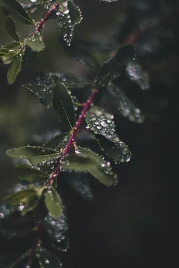 Gardening Tips And Tricks To Green Up Plants Fast