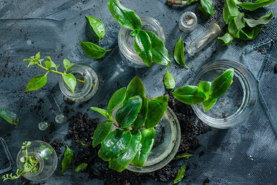Master Gardener Tips For Beginners Master Gardener Tips For Beginners