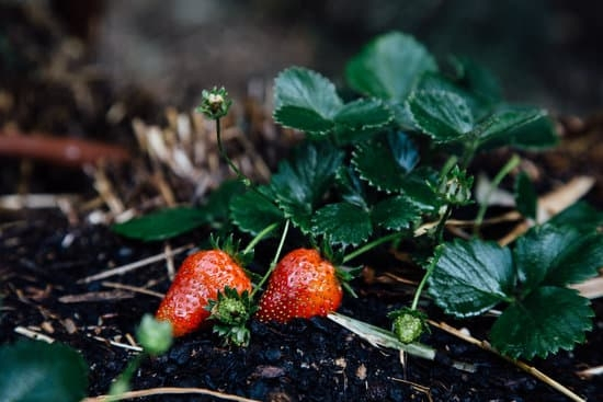 Organic Gardening Tips Fertilizer