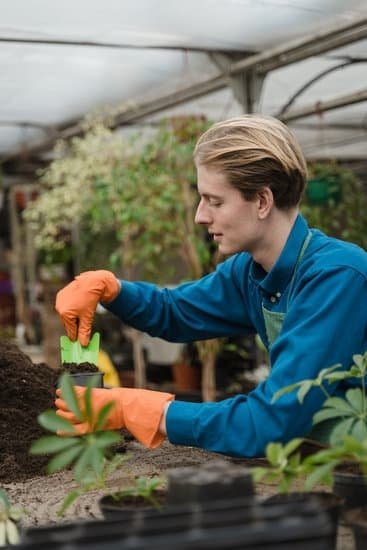 Rose Flower Plant Gardening Tips Rose Flower Plant Gardening Tips