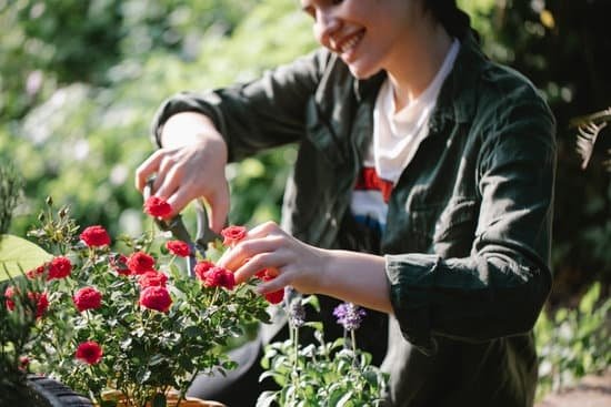 Vegetable Gardening Tips For Beginners Uk