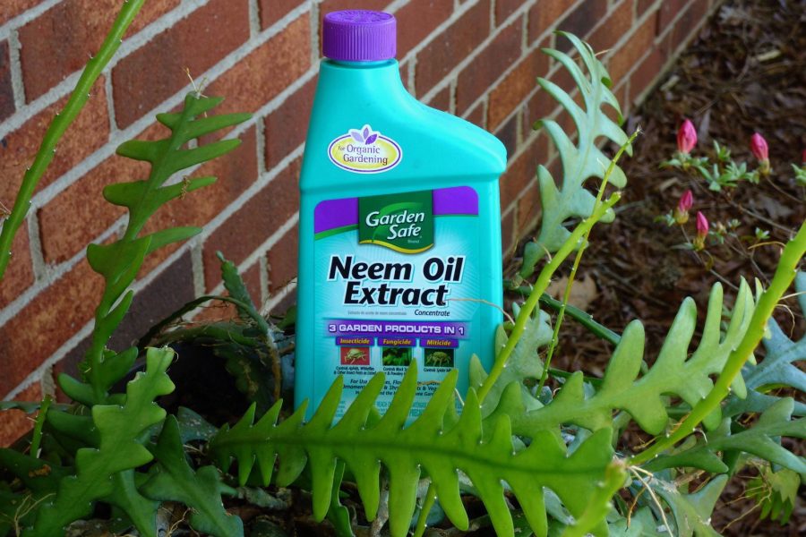 How to Use Neem Oil on Tomato Plants
