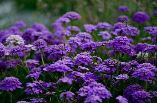 Antique Gardening 3 Antique Gardening