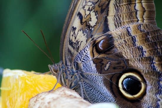 Best Shovel For Gardening 1 Best Shovel For Gardening