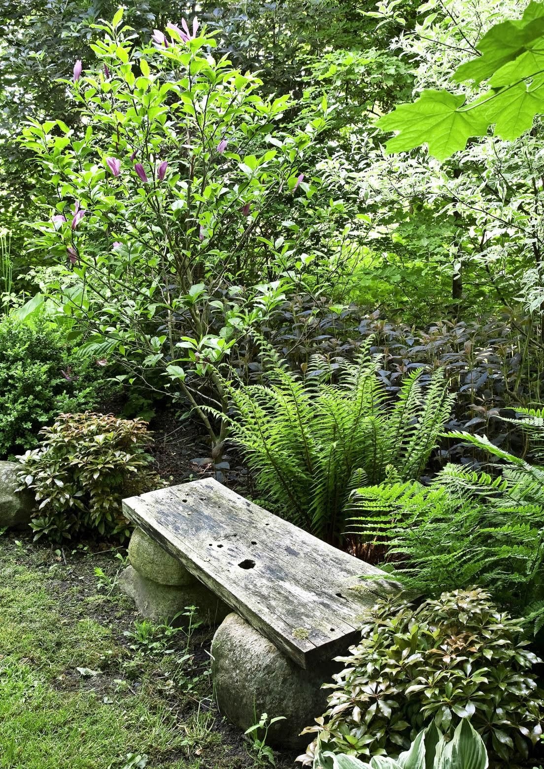 Fern Gardening Fern Gardening