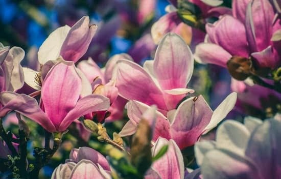 Gardening Activity For Preschoolers