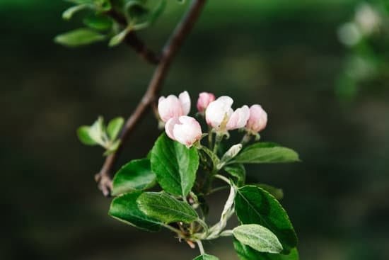 Gardening Topics For Talks 1 Gardening Topics For Talks