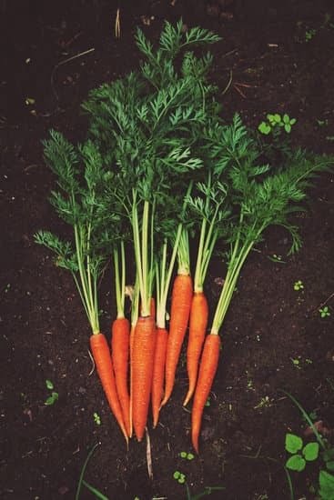 How Can Gardening Help You