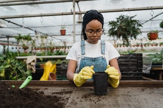 Organic Gardening In Maine