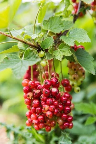 Square Foot Gardening Planner Free