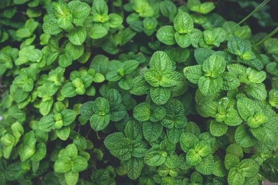 Taurus Gardening 1 Taurus Gardening