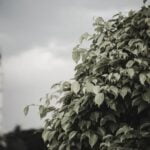 Essential garden watering tips: how to properly water your plants and keep them healthy