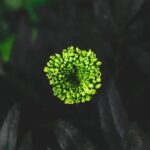 Effective weeding techniques for maintaining a weed-free garden