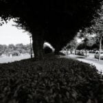 Vertical Gardening Lush green vertical gardening inspiration with plants growing vertically on wooden trellis