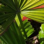 Browse our gallery of inspiring landscaping ideas for your backyard transformation