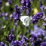 Garden Borders and Edging Stylish garden borders and edging ideas to transform your outdoor space