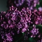 Indoor Gardening Lush plants thriving in an indoor garden, demonstrating the beauty of indoor gardening