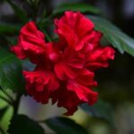 Bonsai Gardening Lush green bonsai garden showcasing miniature trees and intricate bonsai techniques
