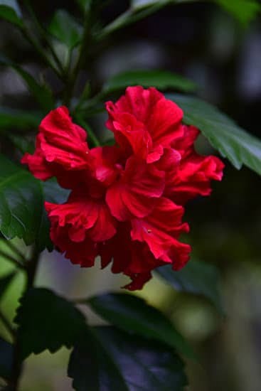 gardening 2522