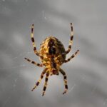 Flower Gardening Vibrant and colorful flower gardening showcasing a variety of blossoms and blossoming plants