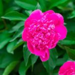 Summer Gardening Lush green plants, colorful flowers, and gardening tools in use - Summer Gardening