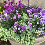 Blossoming vegetables and herbs in a vibrant organic garden
