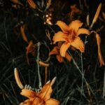Coastal Gardening Lush beachside garden with vibrant coastal plants and flowers