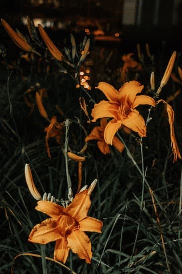 gardening 3936
