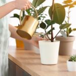 Container Gardening Colorful flowers and herbs in containers - Container Gardening to beautify your space!