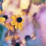Beautifully paved garden pathways leading to vibrant flower beds and lush green foliage