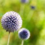 Vibrant red homegrown tomatoes ripe for picking in a lush garden
