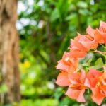 Stress Relief Through Gardening Image of a serene garden with vibrant flowers, offering stress relief through gardening