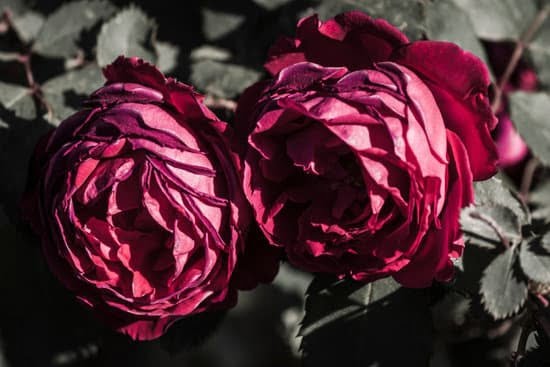 Serene backyard with shade-providing trees and creative landscaping ideas