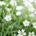 Front Yard Landscaping Ideas With Pine Trees Front yard landscaping ideas with pine trees: Natural beauty and sustainable design with evergreen foliage