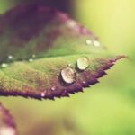 Landscaping around air conditioner: aesthetic and functional landscape ideas for a cool outdoor space