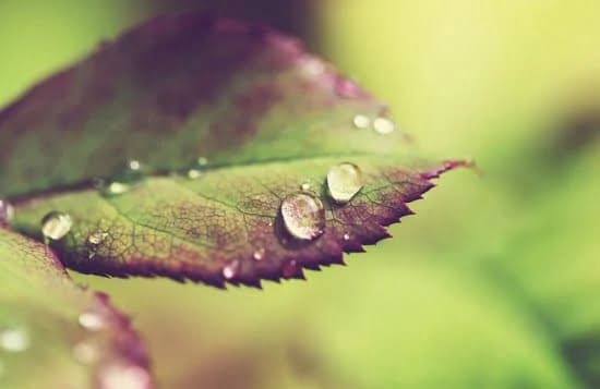 Landscape Ideas Around Air Conditioner 1 Landscaping around air conditioner: aesthetic and functional landscape ideas for a cool outdoor space