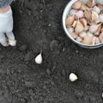 4 X 4 Herb Garden Design Layouts: Compact and Functional Garden for Small Spaces