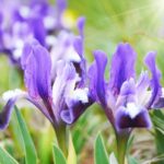 How to Design My Vegetable Garden Layout: Tips for Optimal Plant Placement and Layout