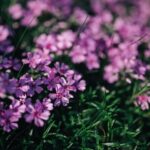 Landscaping Marketing Ideas Effective Landscaping Marketing Ideas to Boost Your Business Success