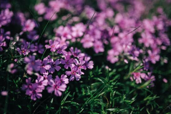 Landscaping Marketing Ideas 1 Effective Landscaping Marketing Ideas to Boost Your Business Success