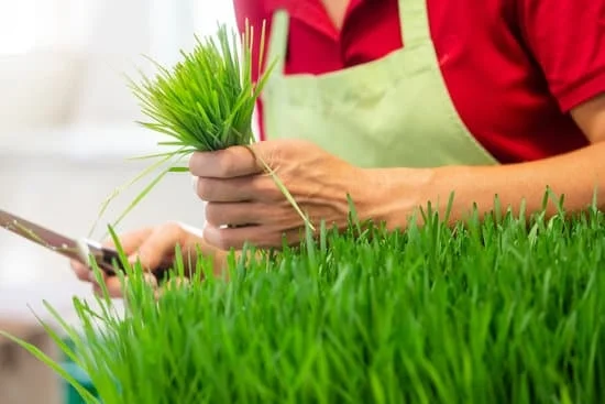 Beautiful Ornamental Grasses: Inspiring Landscape Design Ideas