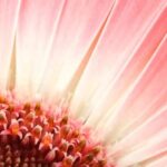 Landscaping Ideas for Front of House With Rocks Front of House Landscaping Ideas with Rocks: Transform your outdoor space with stunning rock features