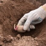 FOXTAIL FERN LANDSCAPING IDEAS: lush greenery in shaded areas, mix with other ferns for dynamic texture