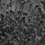 Minimalistic Front Yard Landscaping: Easy Ideas for a Welcoming Home Exterior