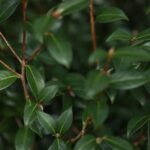 IDEA SPECTRUM REALTIME LANDSCAPING PRO: Professional landscape design software with real-time visualization capabilities