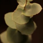 Beautiful Royal Garden Layout Designs Blueprints with Blue Accents