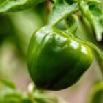 Professional landscaping designs for business exteriors to enhance curb appeal and attract customers