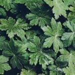 Garden Layout Design Sleek and organized garden layout design with visually appealing arrangements for your outdoor space